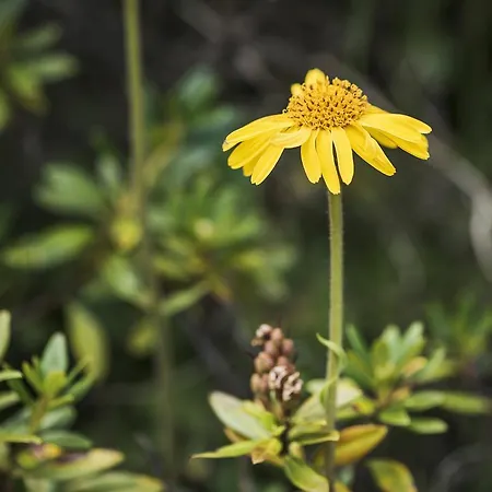 Apartamento Breierhof *